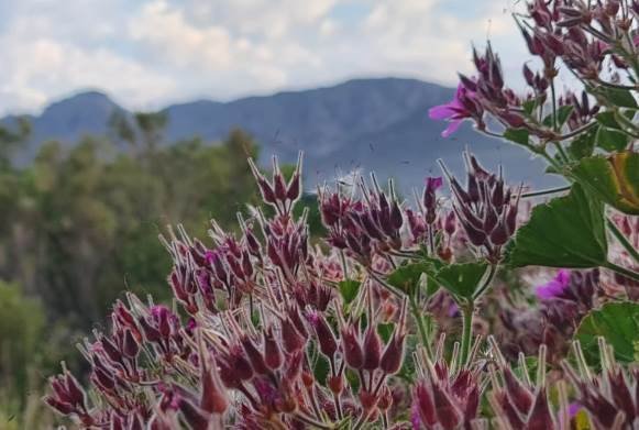 Pelargonium cucullatum old flowers internalising activity